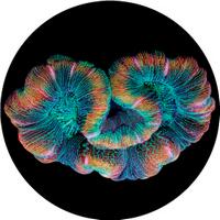 ROSCO:260-86718 -- 86718 Floating Coral Multi Color Glass Gobo, Size: Specify