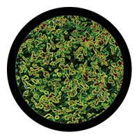 ROSCO:260-86735 -- 86735 Microscopic Multi Color Glass Gobo By Kc Hooper, Size: Specify