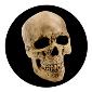 ROSCO:260-86687 -- 86687 Yorick Skull Multi Color Glass Gobo By Kc Hooper, Size: Specify