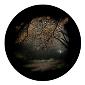 ROSCO:260-86703 -- 86703 Autumn Glade Multi Color Glass Gobo By Lisa Cuscuna, Size: Specify