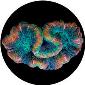 ROSCO:260-86718 -- 86718 Floating Coral Multi Color Glass Gobo, Size: Specify